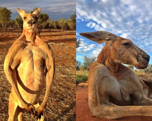 袋鼠Roger日前離世,終年12歲。The Kangaroo Sanctuary Alice Springs fb圖片