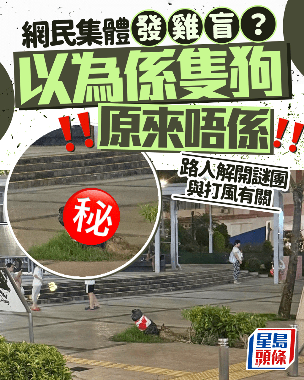 網民集體發雞盲？ 以為係隻狗原來唔係 路人解開謎團與打風有關