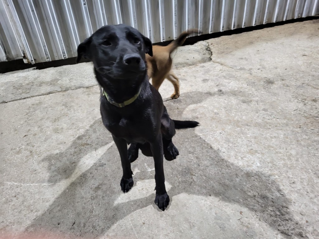 小黑是古洞貨倉的倉狗。香港動物報圖片