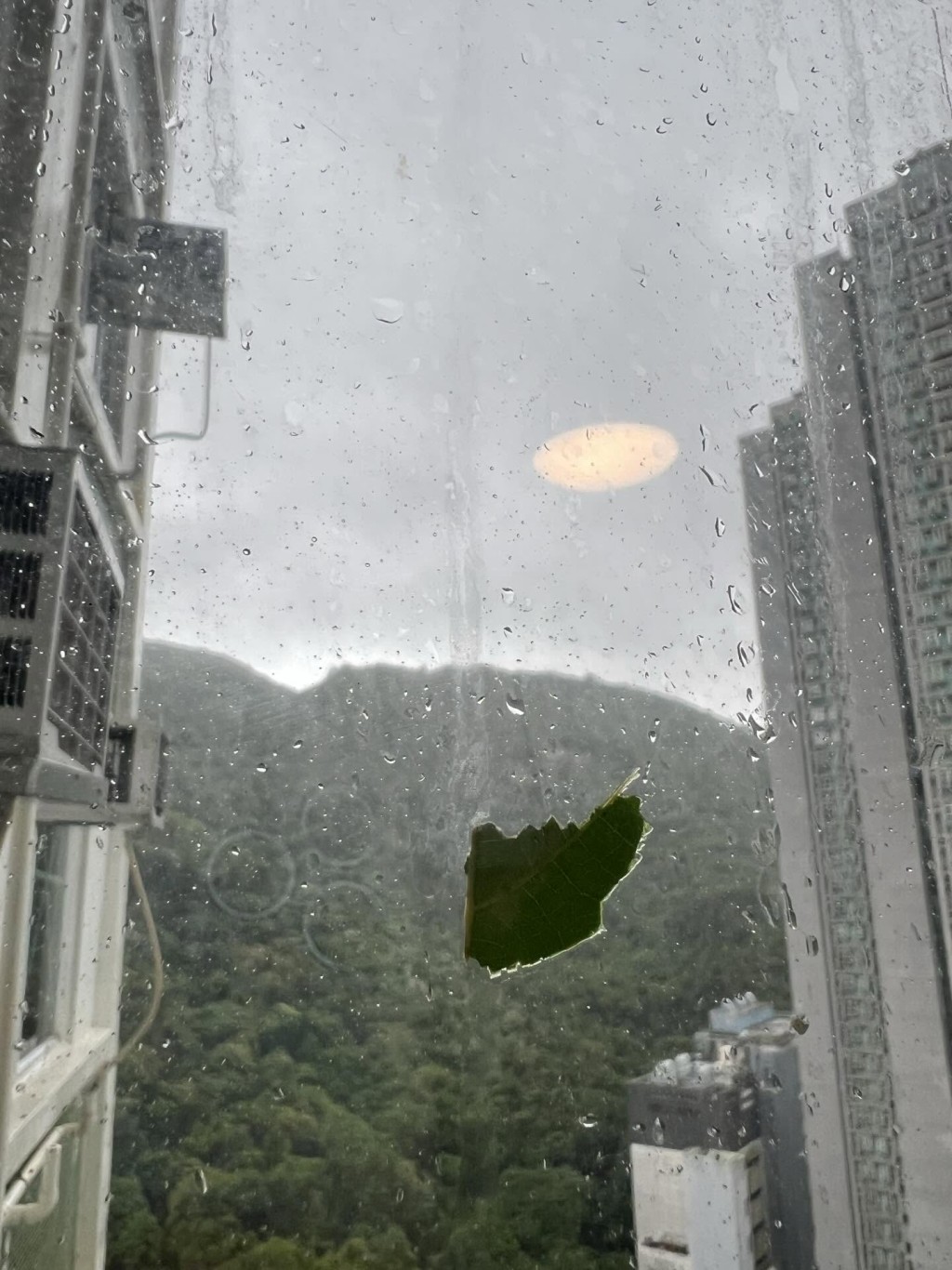 多名網民表示自己只收獲樹葉一塊。網上圖片