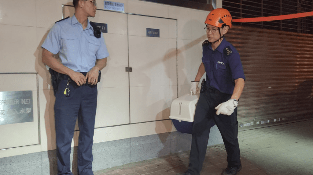 消防從大廈內發現兩隻成年貓咪,分別是一隻摺耳貓和一隻英國短毛貓,同告死亡,由愛護動物協會人員檢走。黎志偉攝 消防從大廈內發現兩隻成年貓咪,分別是一隻摺耳貓和一隻英國短毛貓,同告死亡,由愛護動物協會人員檢走。黎志偉攝