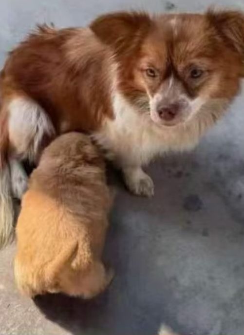 廣東揭陽4名男童早前涉嫌縱火虐殺犬隻「旺旺」及其數隻幼犬,引起關注。網上圖片 廣東揭陽4名男童早前涉嫌縱火虐殺犬隻「旺旺」及其數隻幼犬,引起關注。網上圖片