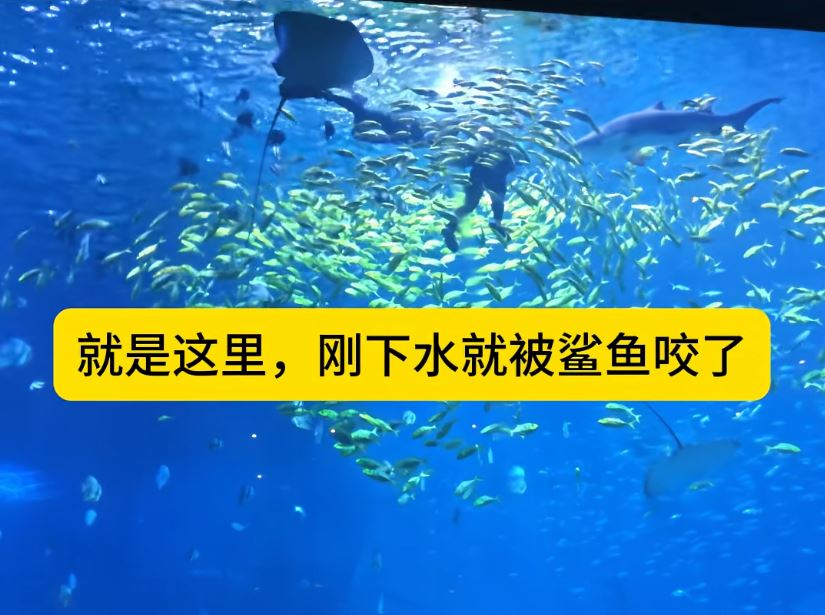 包先生參加水族館的潛水活動時被鯊魚咬至毀容。抖音