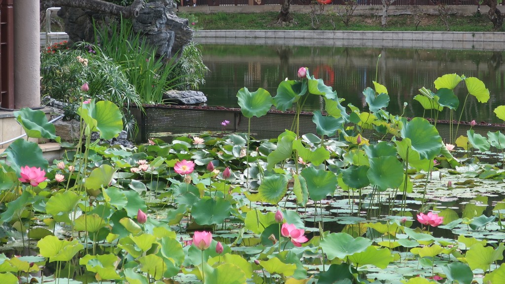 粉嶺康樂公園荷花。「康文賞花情報」截圖 粉嶺康樂公園荷花。「康文賞花情報」截圖