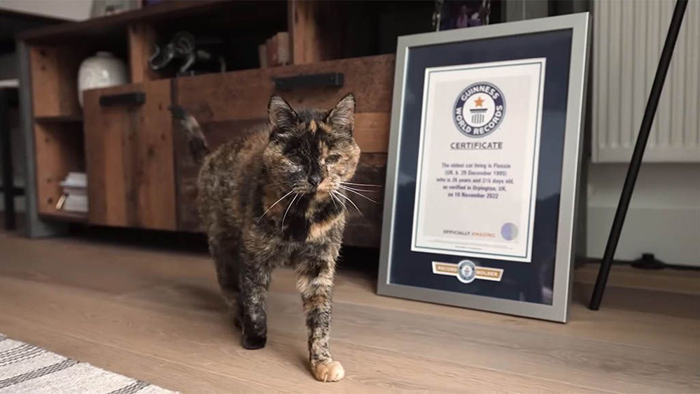 全球最長壽在世「貓瑞」Flossie年近27歲相當於人類的120歲。