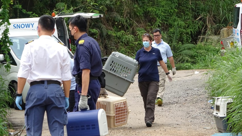 愛協及漁護處等人員到場帶走貓狗治理。