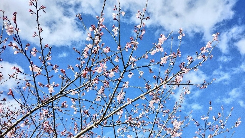 有人一整天都在找櫻花，在秋留野市看到開得最美的立即分享到X平台。