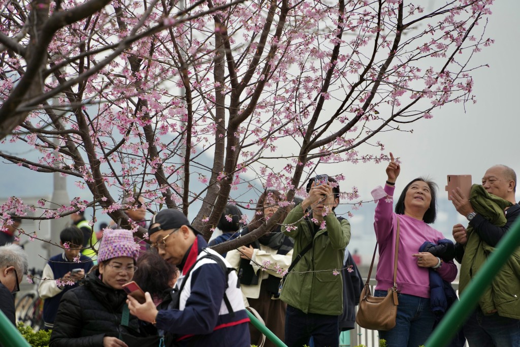 赏樱的市民举起手机「打卡」。苏正谦摄