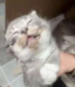 女子用「寵物消毒液」拖地後5幼貓死亡。