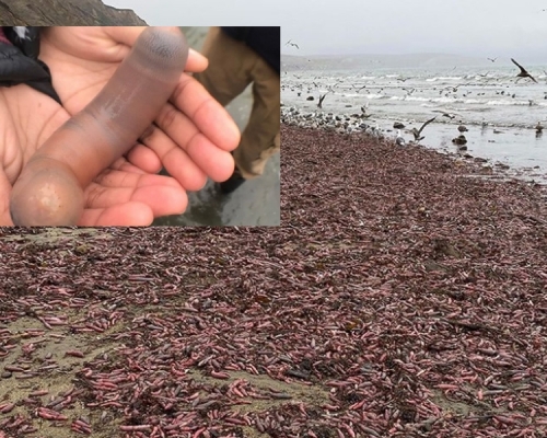 加州大量「陰莖魚」被沖上加州海灘。網上圖片