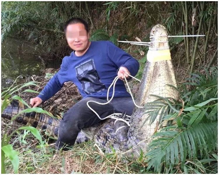 疑犯先電暈或電死鱷魚,隨後用麻繩、膠帶綁住鱷魚嘴、爪,得手後迅速抬上車運走。網上圖片