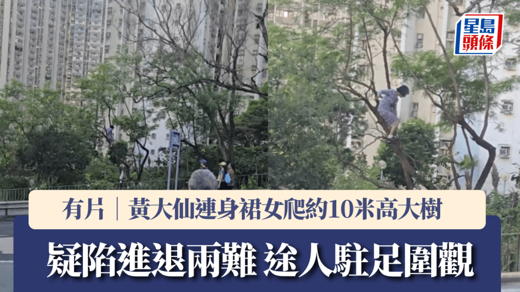 有片｜黃大仙連身裙女爬約10米高大樹 疑陷進退兩難 途人駐足圍觀。Facebook  香港交通及突發事故報料區 影片截圖