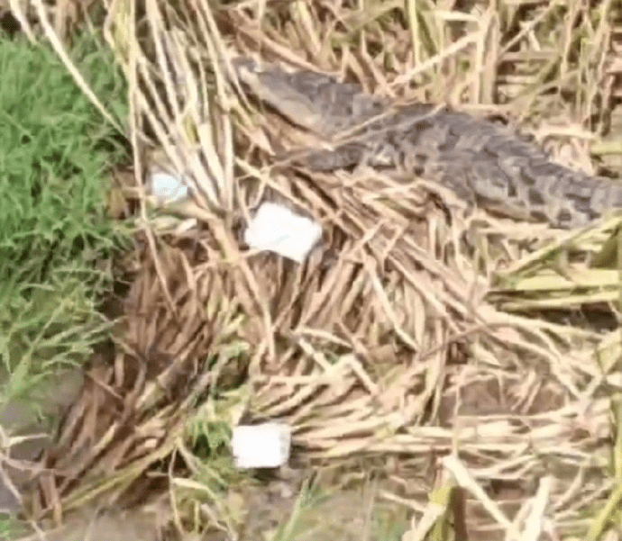 武汉钓鱼客长江发现的另一条鳄鱼。