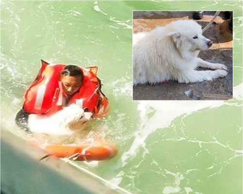 銀狐犬獲救。香港警察圖片