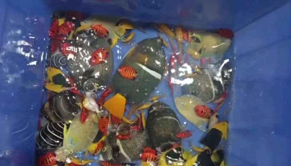 經點算,車內有192條觀賞魚。海關發布 經點算,車內有192條觀賞魚。海關發布