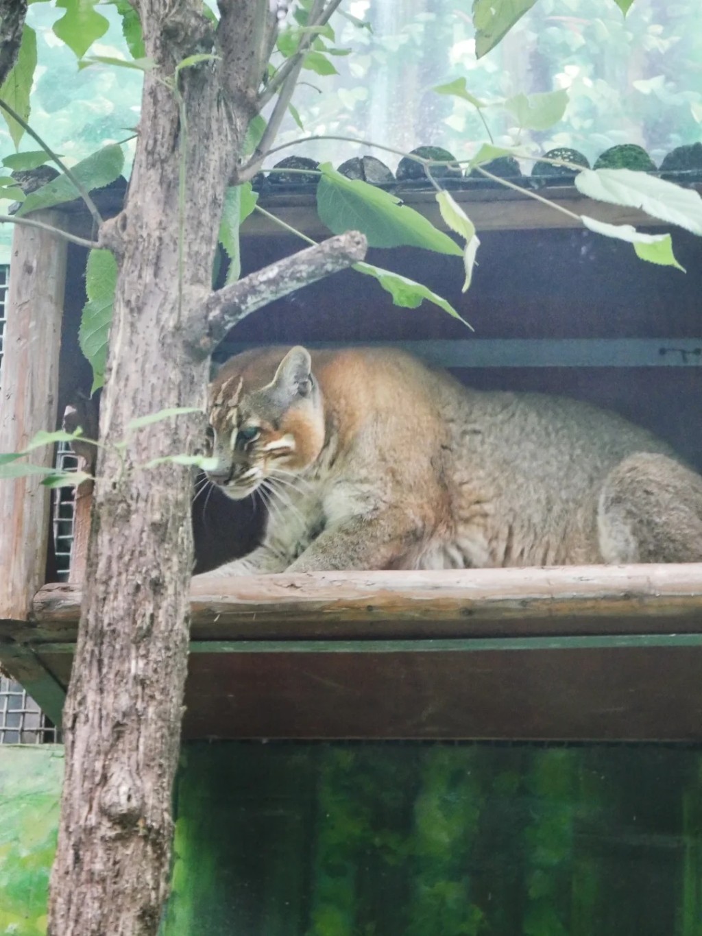 重慶金貓「阿宅」離世，全國動物園僅餘2-3隻同類動物，稀有過大熊貓。 