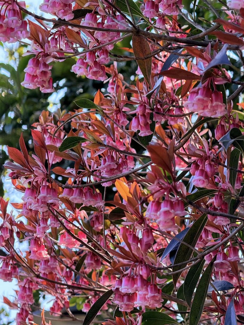 山頂公園一樹一樹的吊鐘花。圖片授權Ｗinnie Lam