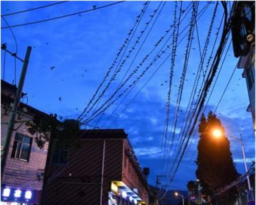 逾萬隻燕子密密麻麻地落在街道兩旁的電線上。網圖