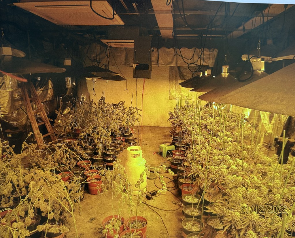 毒梟租用3000平方呎地方大量種植大麻。（警方提供）