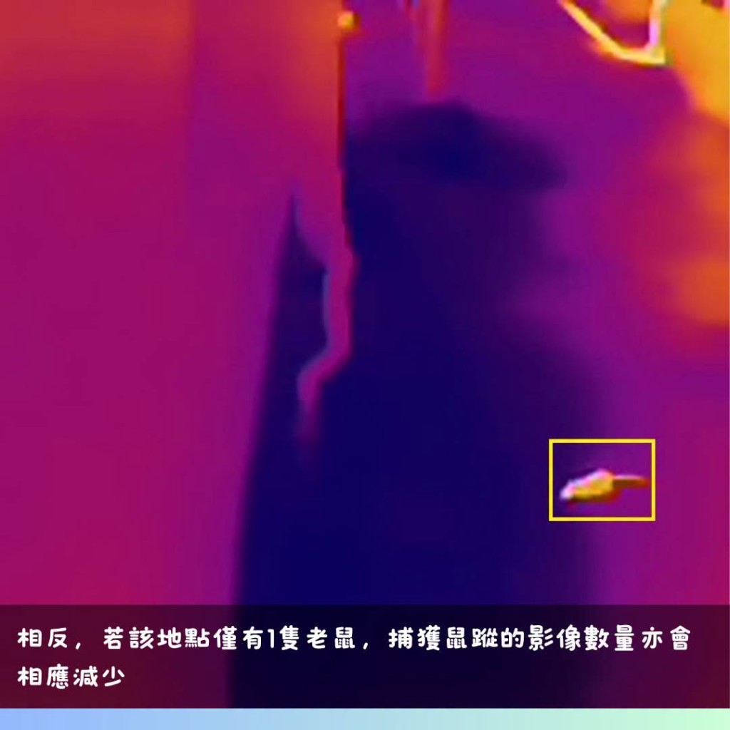 熱能探測攝錄機拍攝熱能影像,再輔以人工智能技術,分析及計算老鼠出現的比率。 熱能探測攝錄機拍攝熱能影像,再輔以人工智能技術,分析及計算老鼠出現的比率。