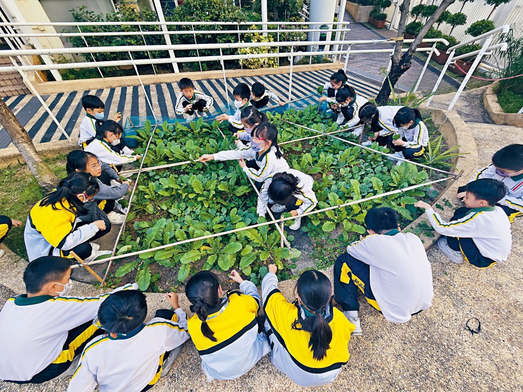 「基福綠意田園」農耕體驗,同學們齊心清除雜草。 「基福綠意田園」農耕體驗,同學們齊心清除雜草。