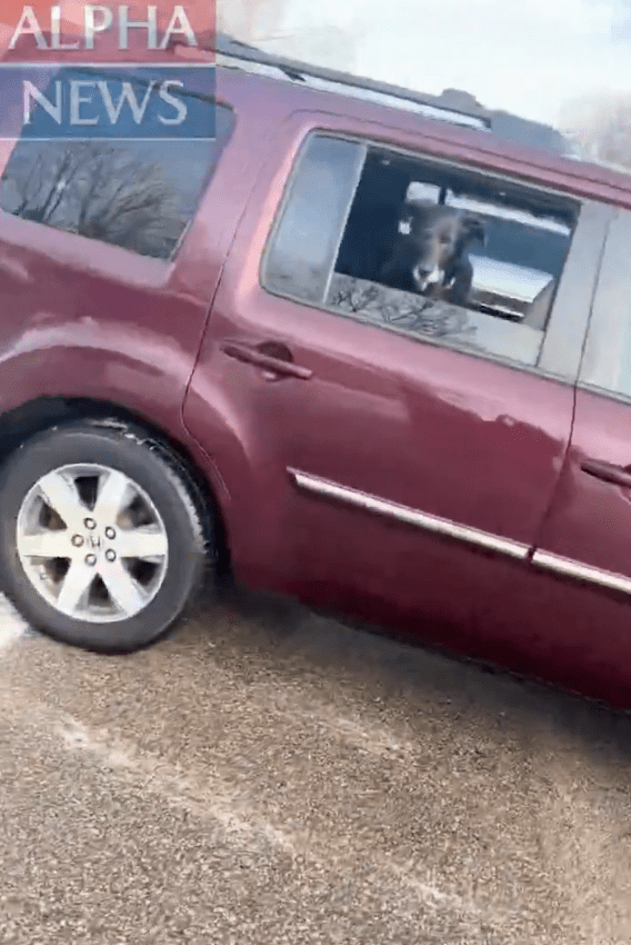 長約47秒的片段顯示,探員羅斯走向死者的紅色七人車拍攝車牌。Alpha News截圖 長約47秒的片段顯示,探員羅斯走向死者的紅色七人車拍攝車牌。Alpha News截圖