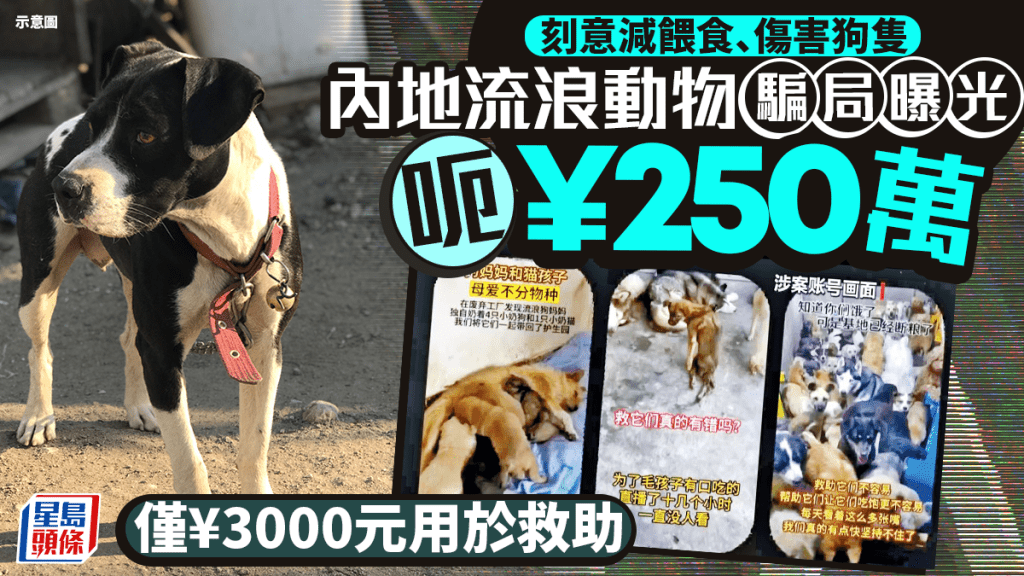 虐狗擺拍︱內地流浪動物騙局曝光  呃¥250萬僅¥3000元用於救助