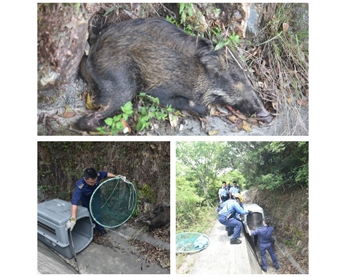 消防及爱护动物协会到埸，救牠救起放入笼内。杨伟亨摄