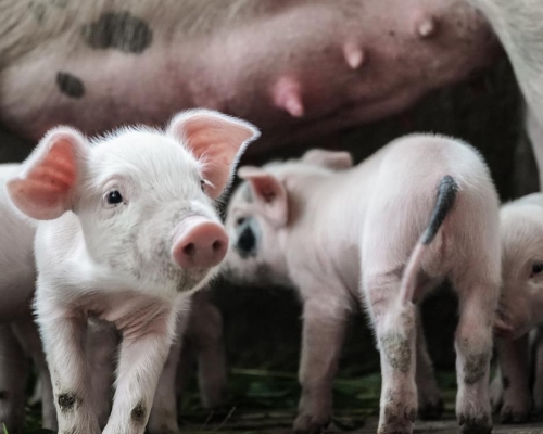德國爆發非洲豬瘟，海關總署禁止進口德國豬肉及產品。Unsplash