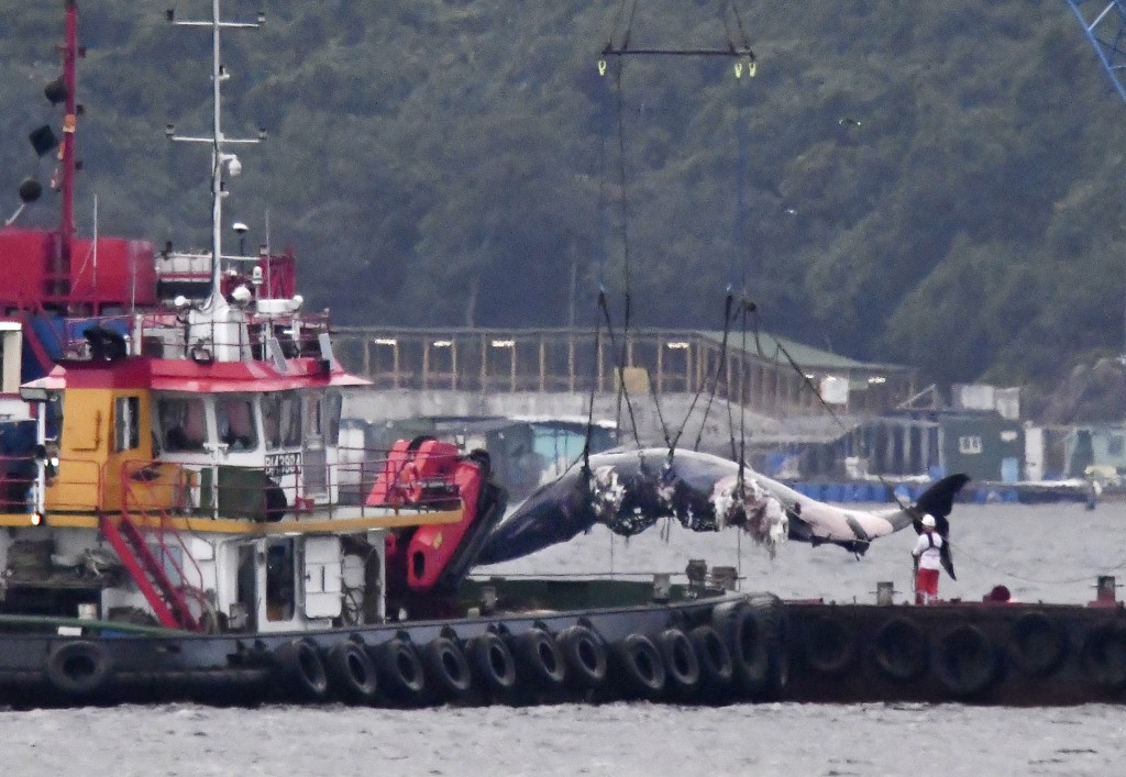 政府周一派員將鯨魚屍體撈起並進行解剖檢驗。資料圖片