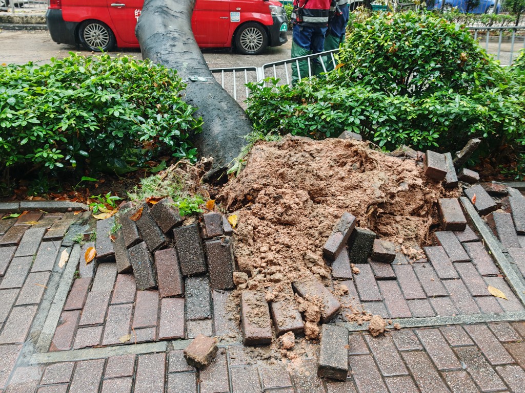 大樹幾連根拔起。