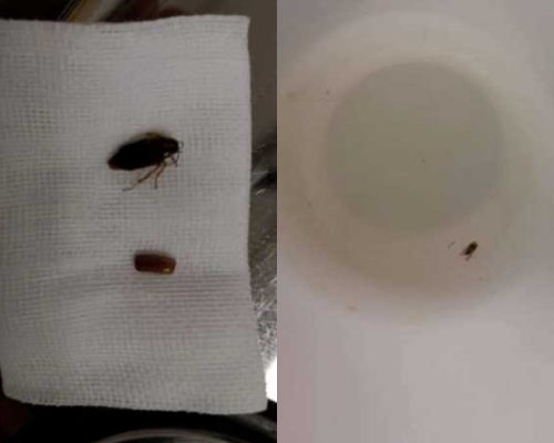 被夾出的蟑螂及卵。網圖