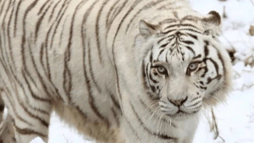 青島動物園白虎打鬥致死，飼養員違規操作，將兩隻白虎同時外放至同一個外展區而引起。