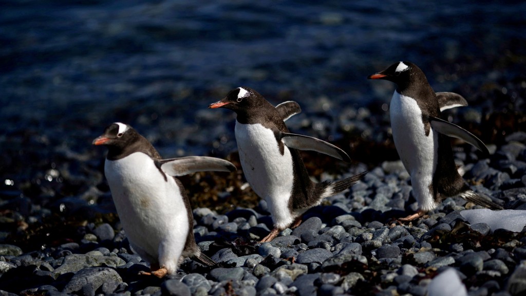 一群巴布亞企鵝沿着南極洲安弗斯島昆廷角行走。 路透社