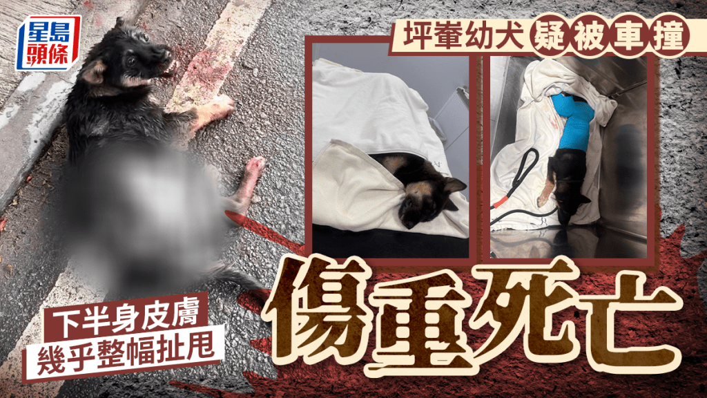 坪輋幼犬疑被撞斃 下半身皮膚遭活生生扯甩 50歲男司機接受調查