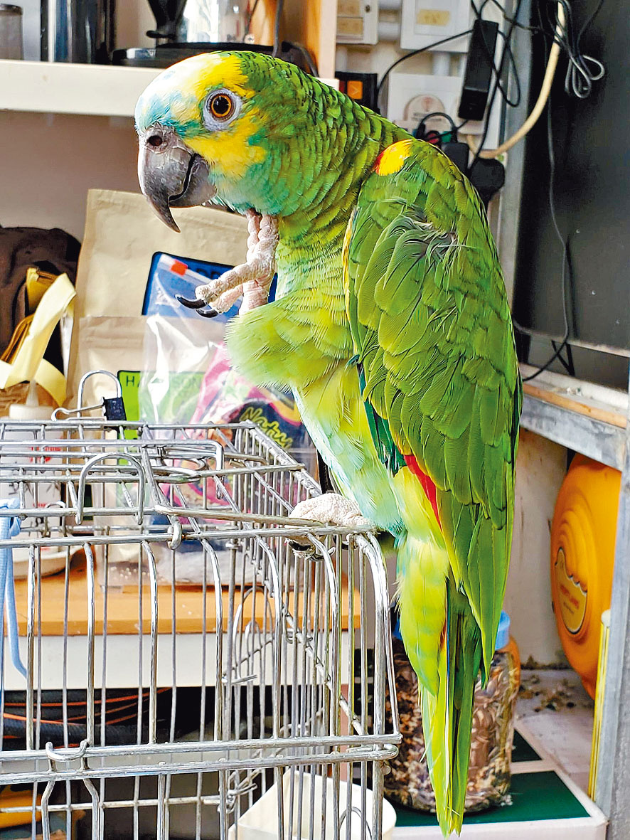 被偷走鸚鵡為藍頭亞馬遜鸚鵡。