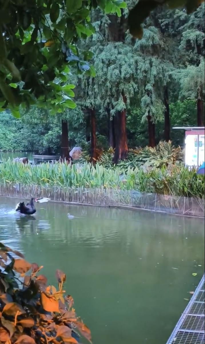 保安解救困在铁丝网的黑天鹅幼崽，遭其父母攻击。