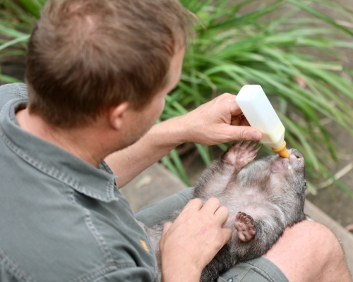 澳洲多個動物園提供直播，讓大眾了解飼養員如何照顧動物。