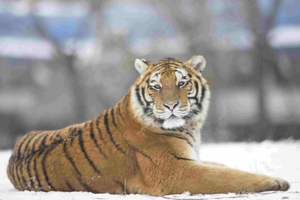 中國東北黑龍江的老虎，又稱為東北虎。