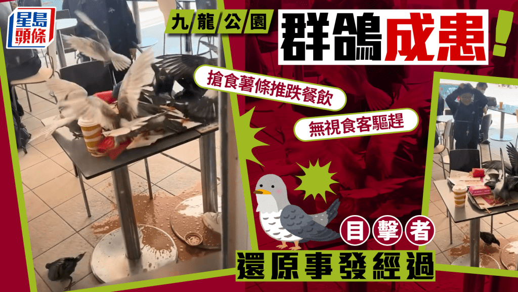 九龍公園群鴿變「惡霸」 搶食薯條無視食客驅趕 目擊者講述事發經過