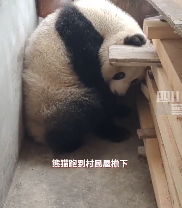 野生大熊貓倒頭大睡。