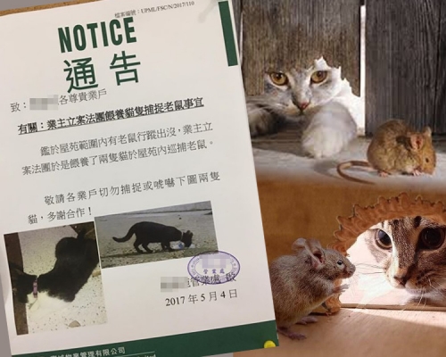 有網民近日貼出一張屋苑告示，表示業主立案法團，決定餵飼兩隻貓作為捉鼠之用。