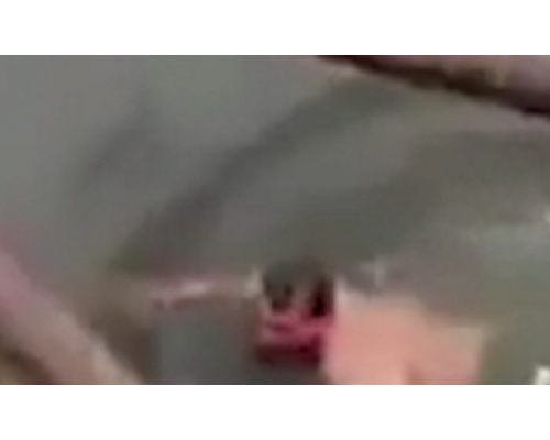巫師遭鱷魚拖進河水。網上圖片