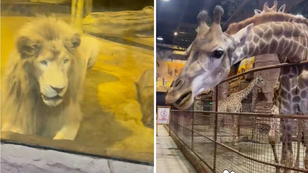 遼寧商場出現室內動物園，被網民質疑飼養環境對大型動物不友善。上游新聞