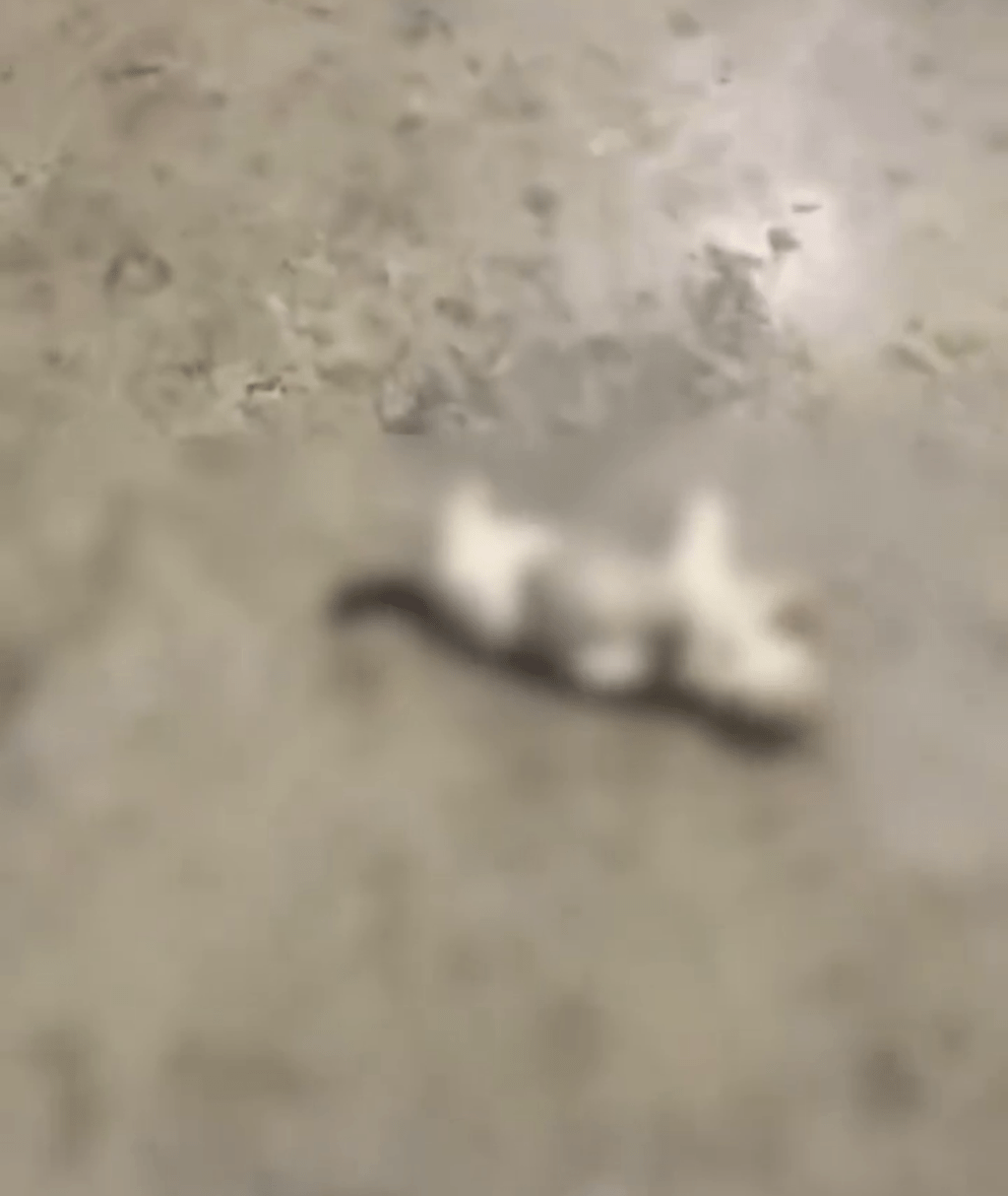 冷血教官將貓摔落地。 網片截圖 冷血教官將貓摔落地。 網片截圖