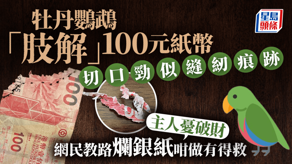 牡丹鸚鵡「肢解」100元紙幣 切口勁似縫紉痕跡 主人呻破財 網民教路爛銀紙咁做有得救|Juicy叮 牡丹鸚鵡「肢解」100元紙幣 切口勁似縫紉痕跡 主人呻破財 網民教路爛銀紙咁做有得救|Juicy叮