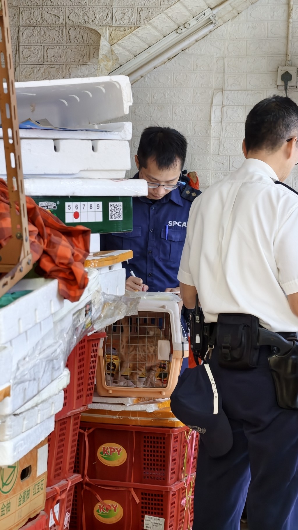 貓貓健康良好，店內亦有水有糧。黃文威攝