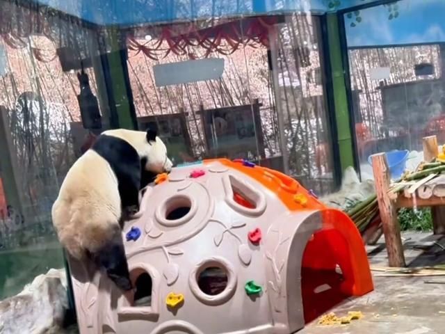 对于灵岩的“性感抖臀”行为导致直播间被封，园方表示，大熊猫抖臀是为了蹭痒、甩水等，属于正常行为。
