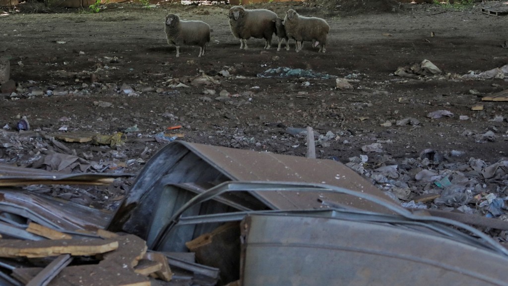 几只羊看着敖德萨的受损建筑残骸。 路透社