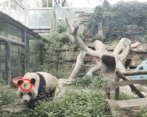 態貓福星的頭頂禿了一小塊。網圖
